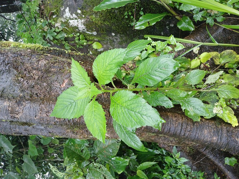 Redflower Ragleaf photo 3