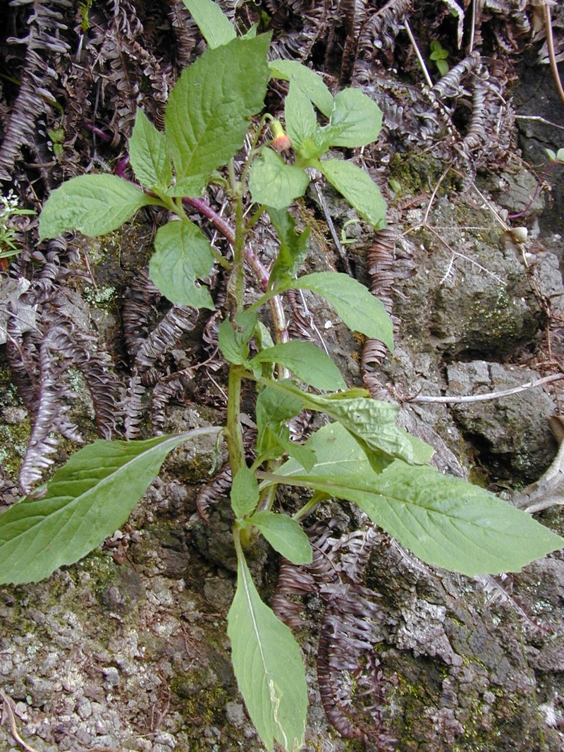 Redflower Ragleaf photo 4