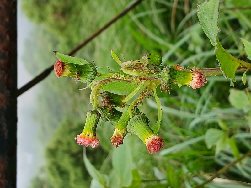 Redflower Ragleaf photo 7