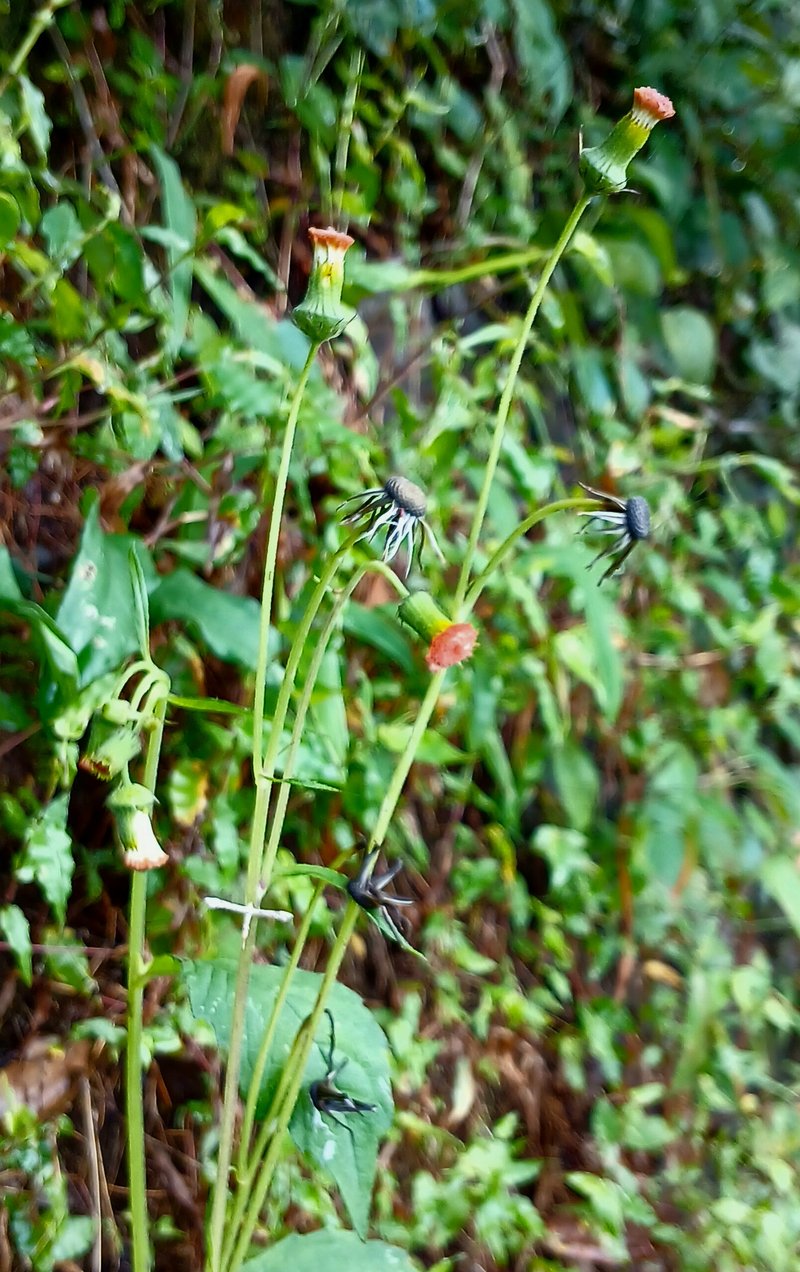 Redflower Ragleaf photo 8