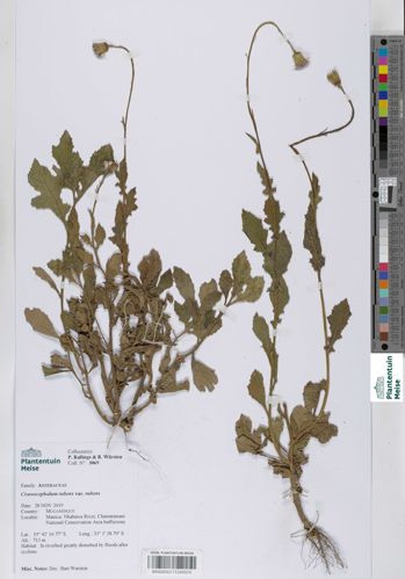 Crassocephalum rubens var. rubens