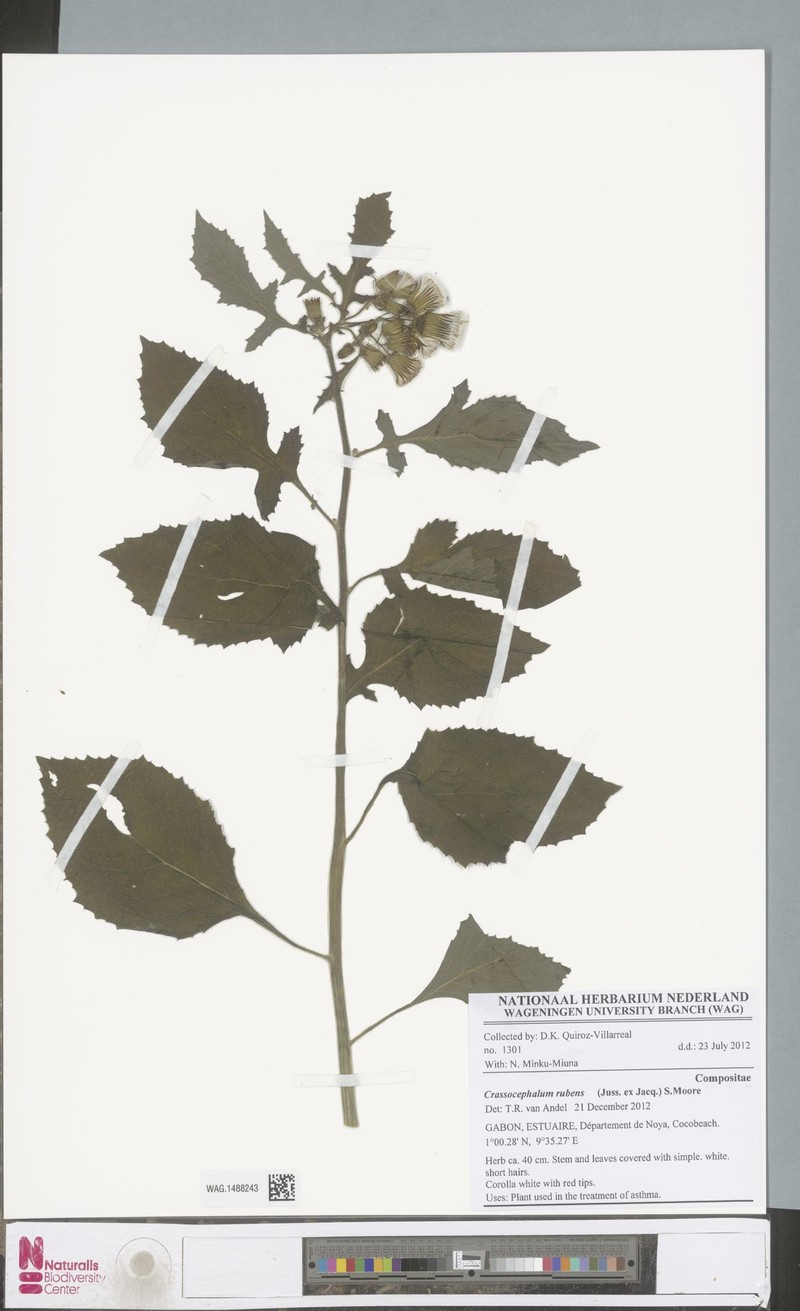Crassocephalum rubens var. rubens photo 2