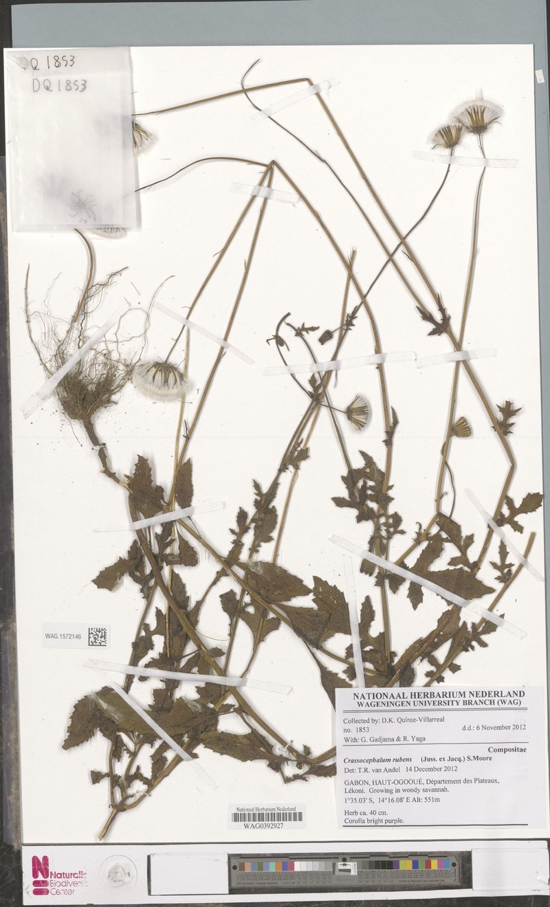 Crassocephalum rubens var. rubens photo 3