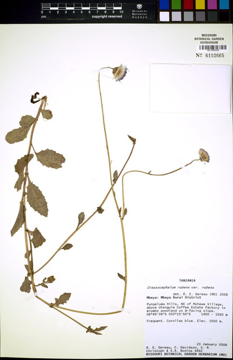 Crassocephalum rubens var. rubens photo 4