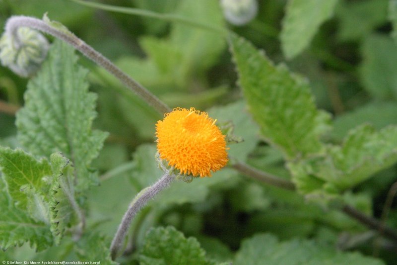 Crassocephalum vitellinum