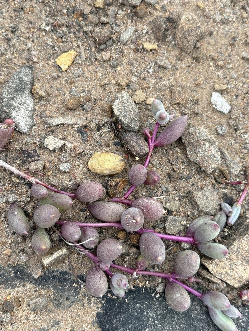 Crassothonna moniliformis photo 3