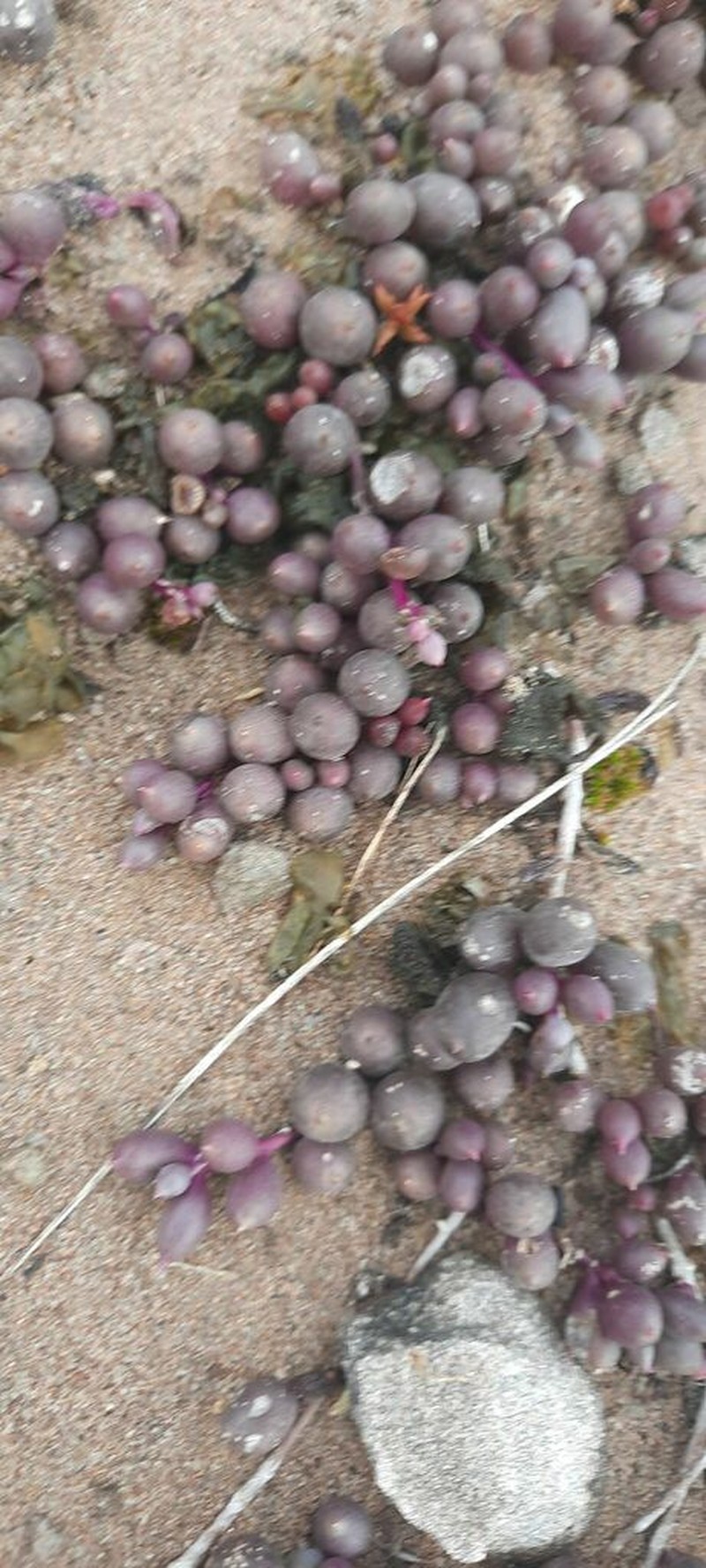 Crassothonna moniliformis photo 6