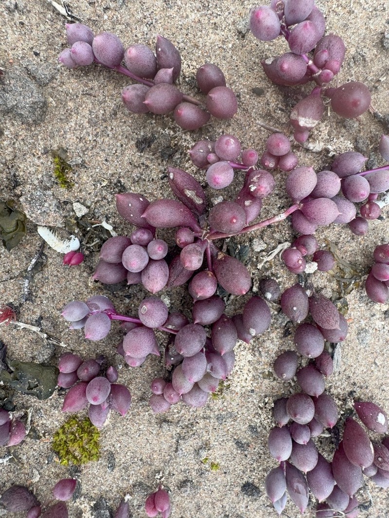 Crassothonna moniliformis photo 8