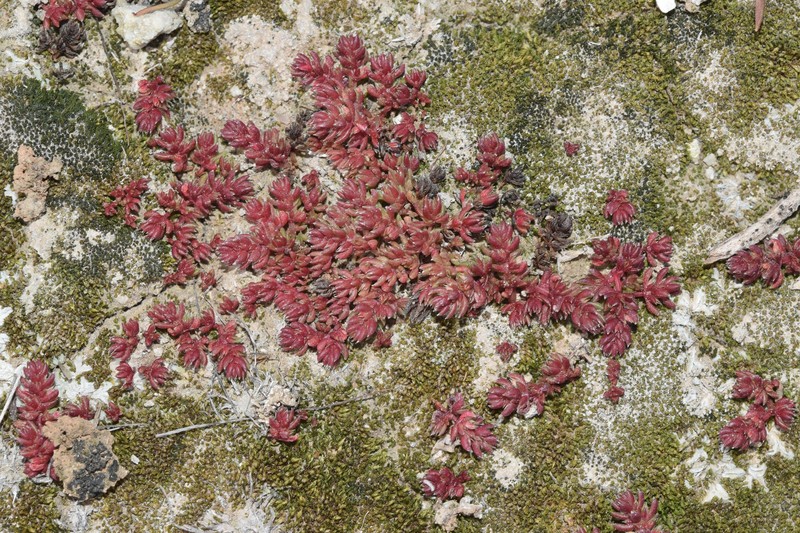 Crassula alata subsp. alata
