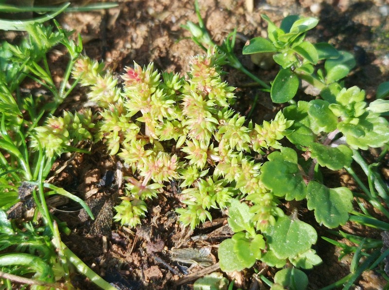 Crassula alata subsp. alata photo 2