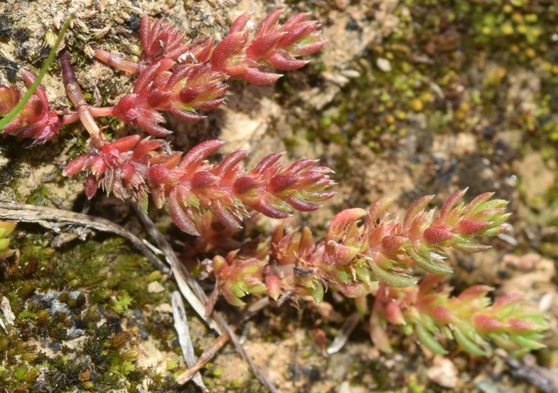 Crassula alata subsp. alata photo 3