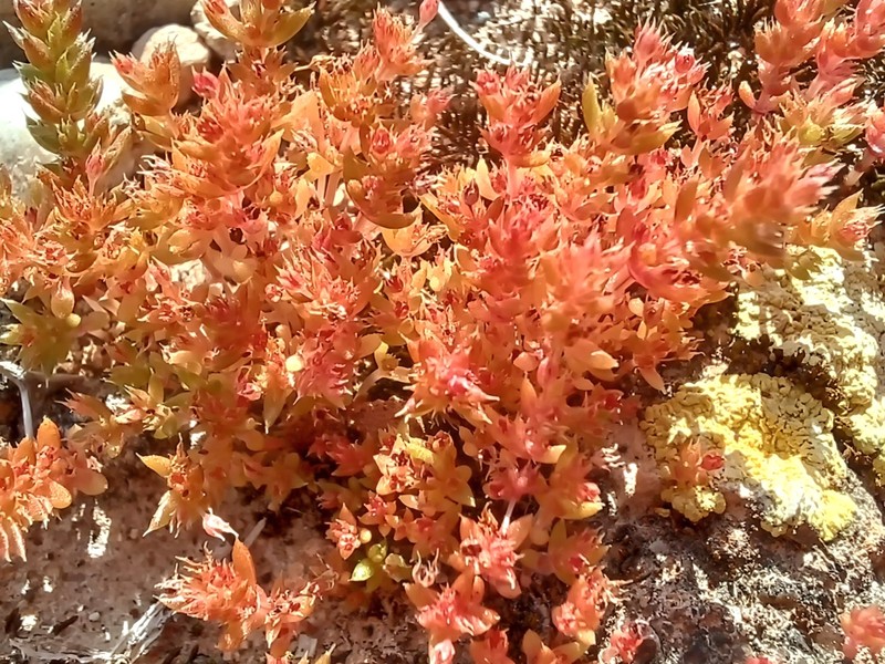 Crassula alata subsp. alata photo 4
