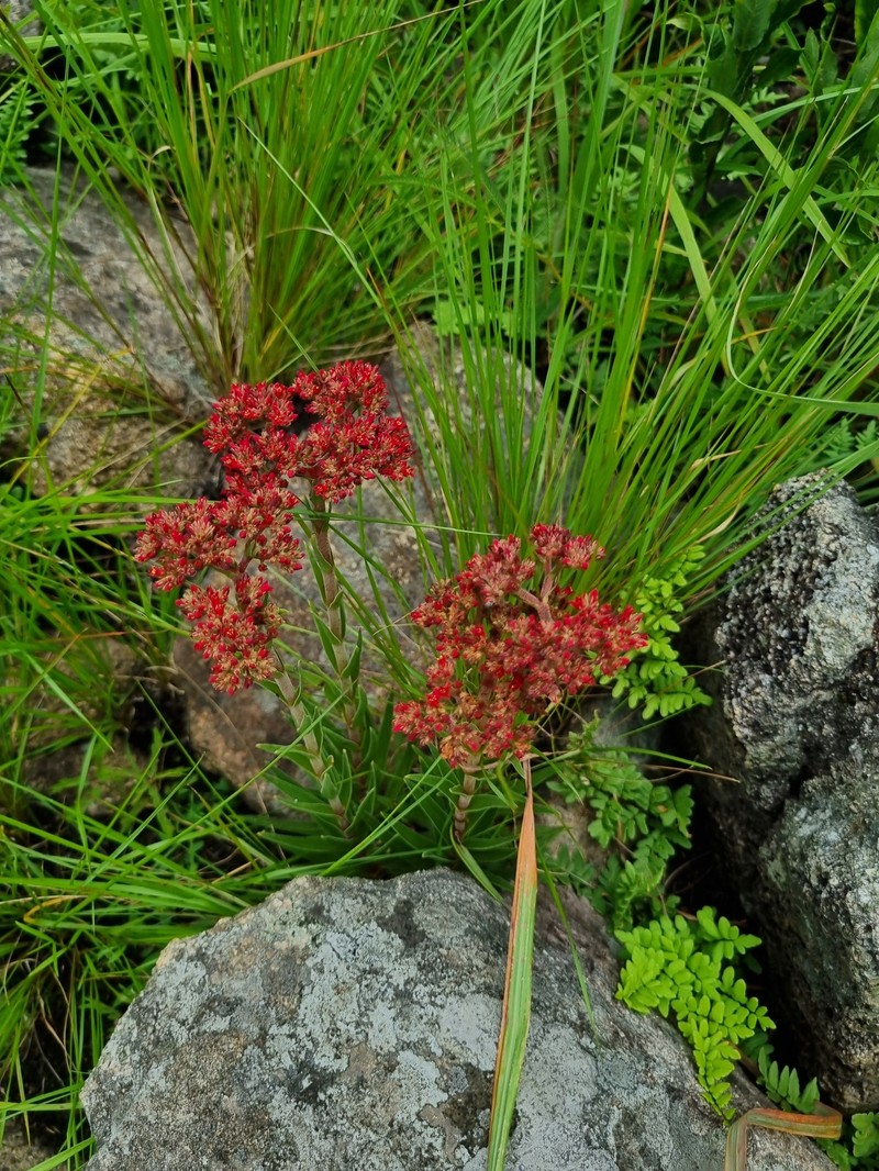 Crassula alba var. alba photo 2