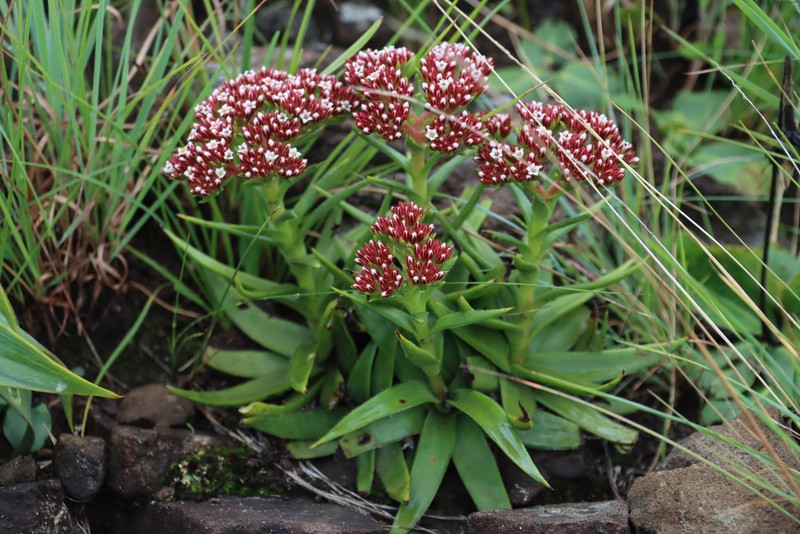 Crassula alba var. alba photo 4