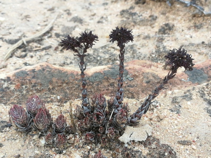 Crassula alpestris subsp. alpestris photo 2