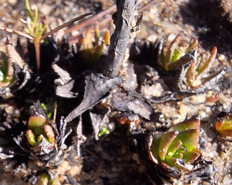 Crassula alpestris subsp. alpestris photo 3