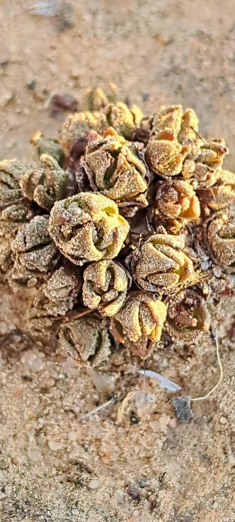 Crassula alpestris subsp. alpestris photo 4