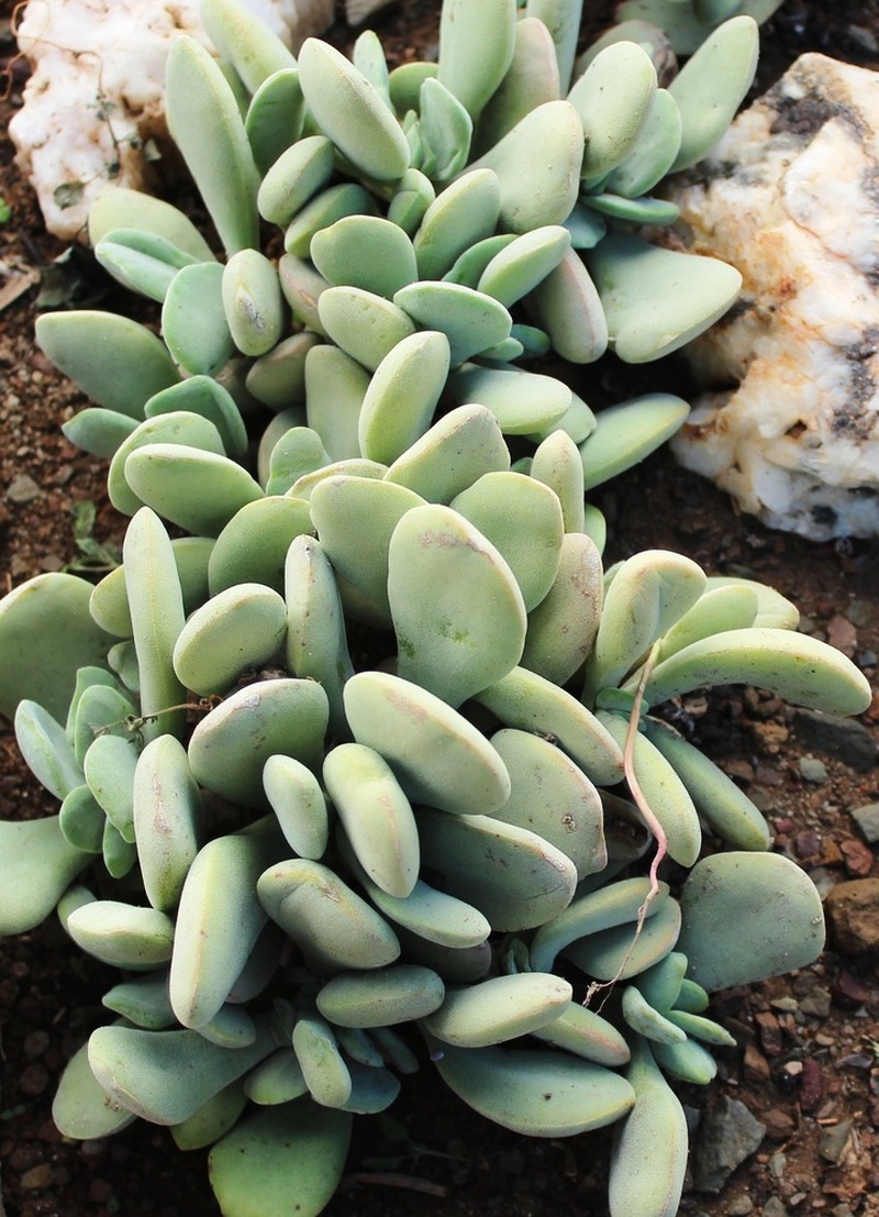 Crassula anso-lerouxiae