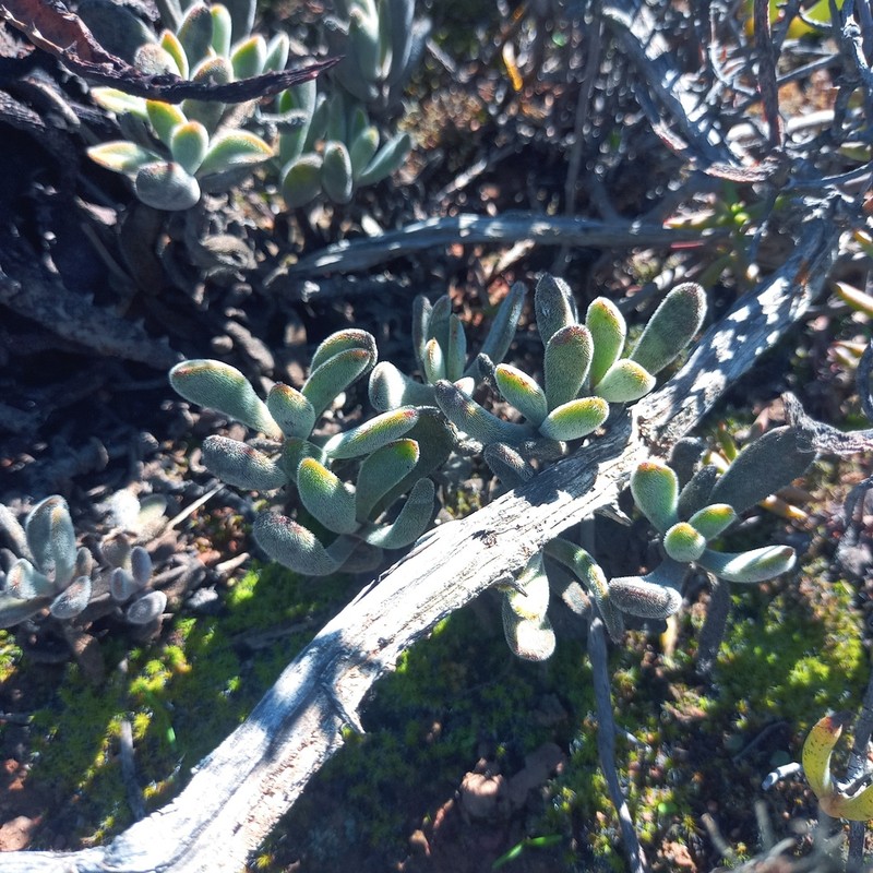 Crassula anso-lerouxiae photo 2