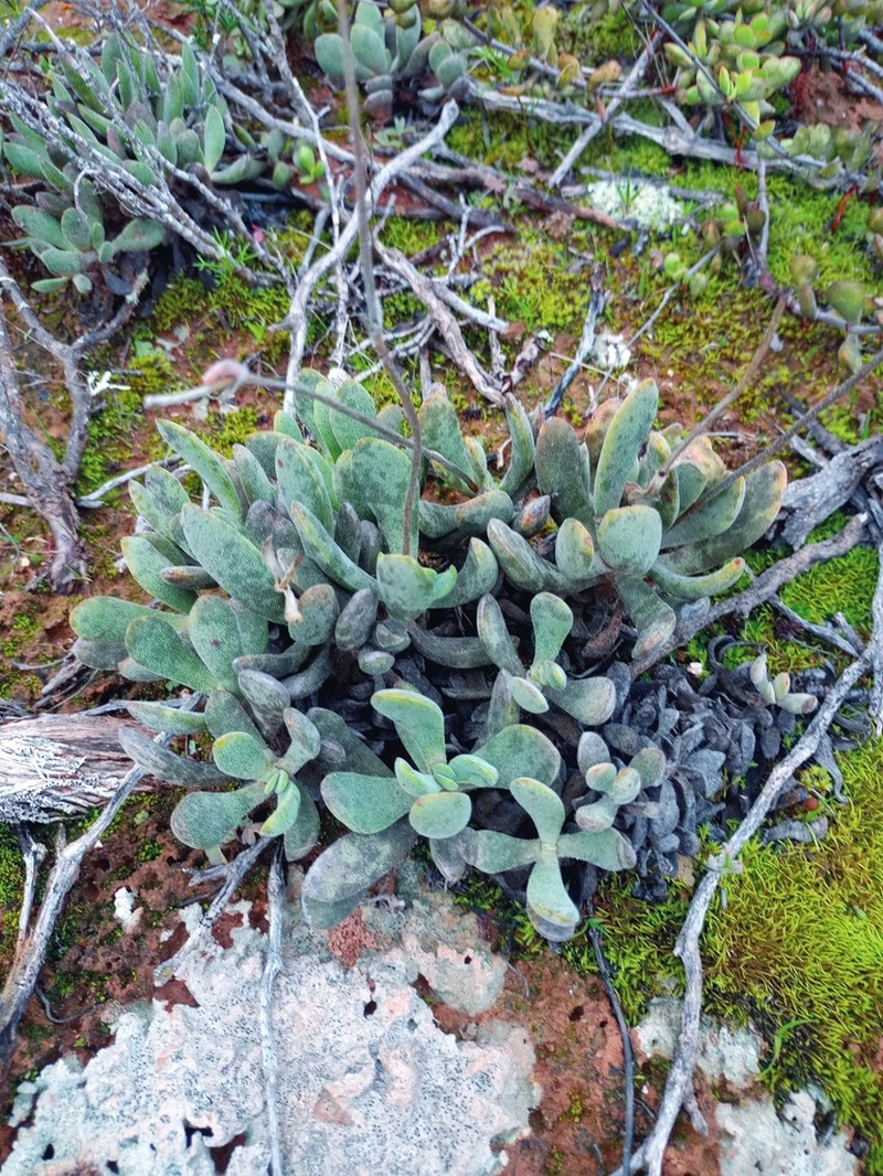 Crassula anso-lerouxiae photo 3