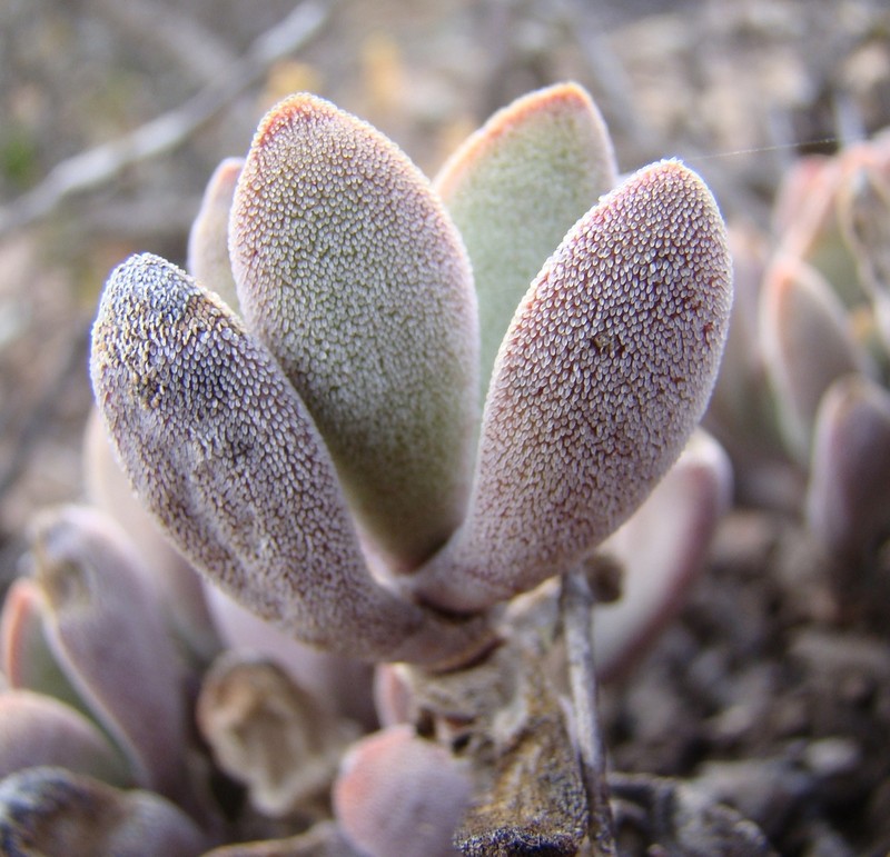Crassula anso-lerouxiae photo 4