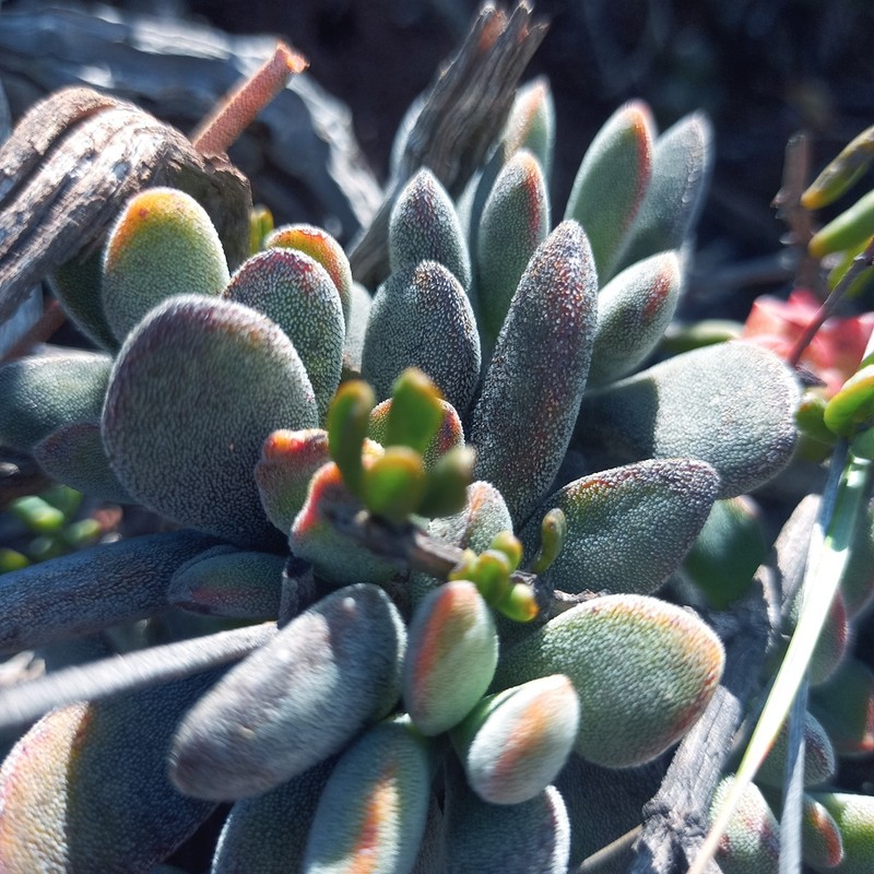 Crassula anso-lerouxiae photo 5