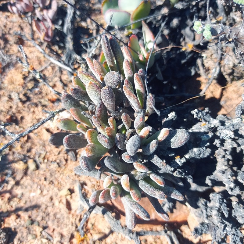 Crassula anso-lerouxiae photo 7