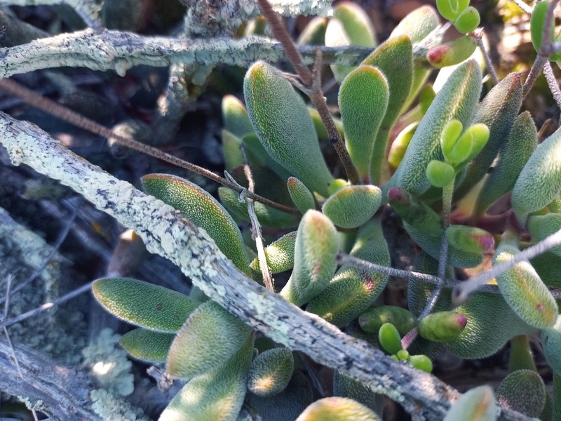 Crassula anso-lerouxiae photo 8