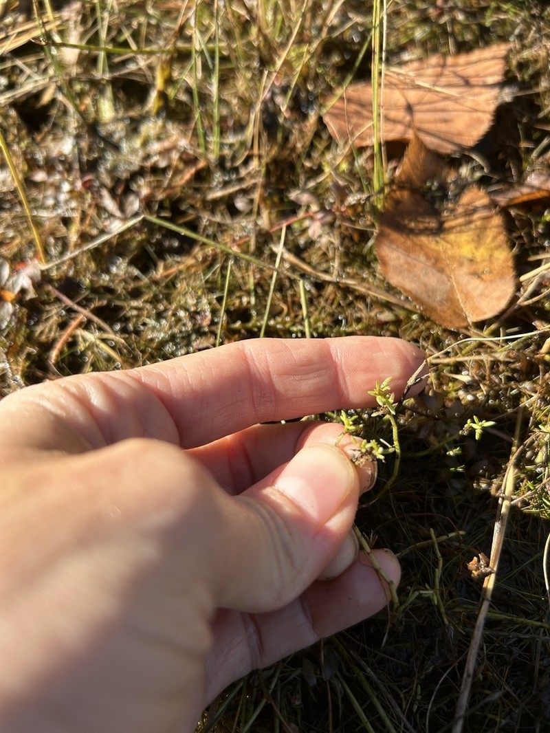 Water Pygmyweed