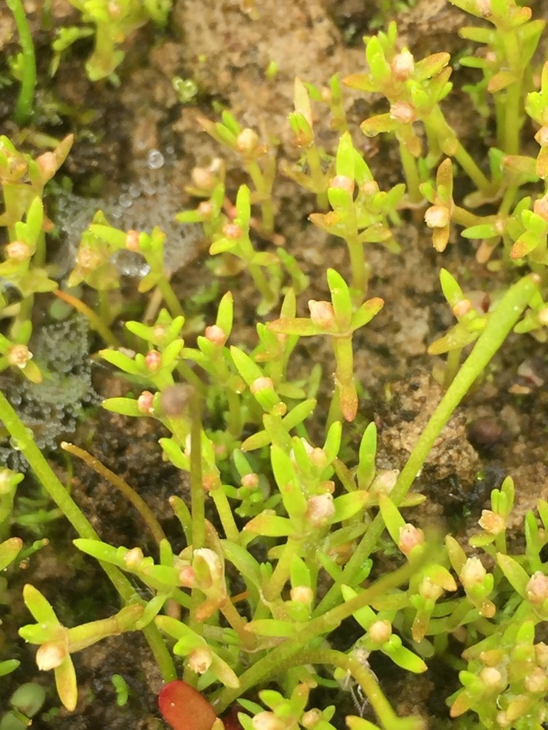 Water Pygmyweed photo 2