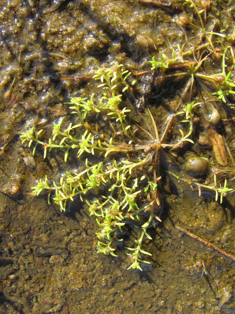Water Pygmyweed photo 3