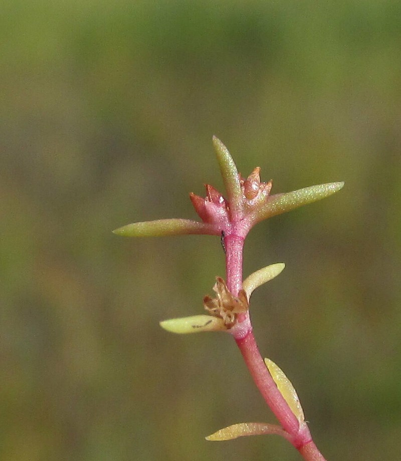 Water Pygmyweed photo 4