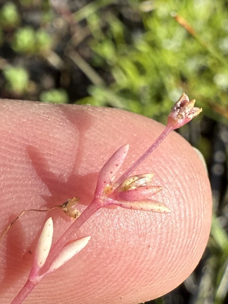 Water Pygmyweed photo 5