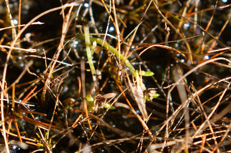 Water Pygmyweed photo 6