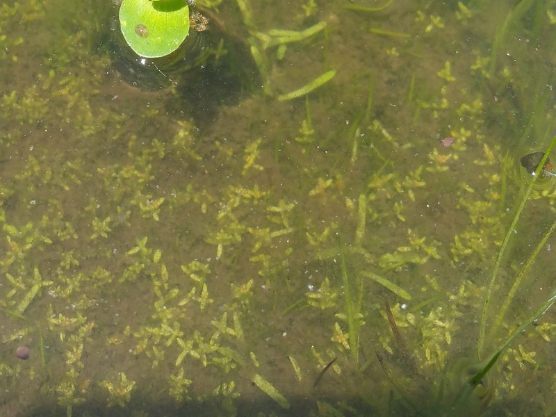 Water Pygmyweed photo 7
