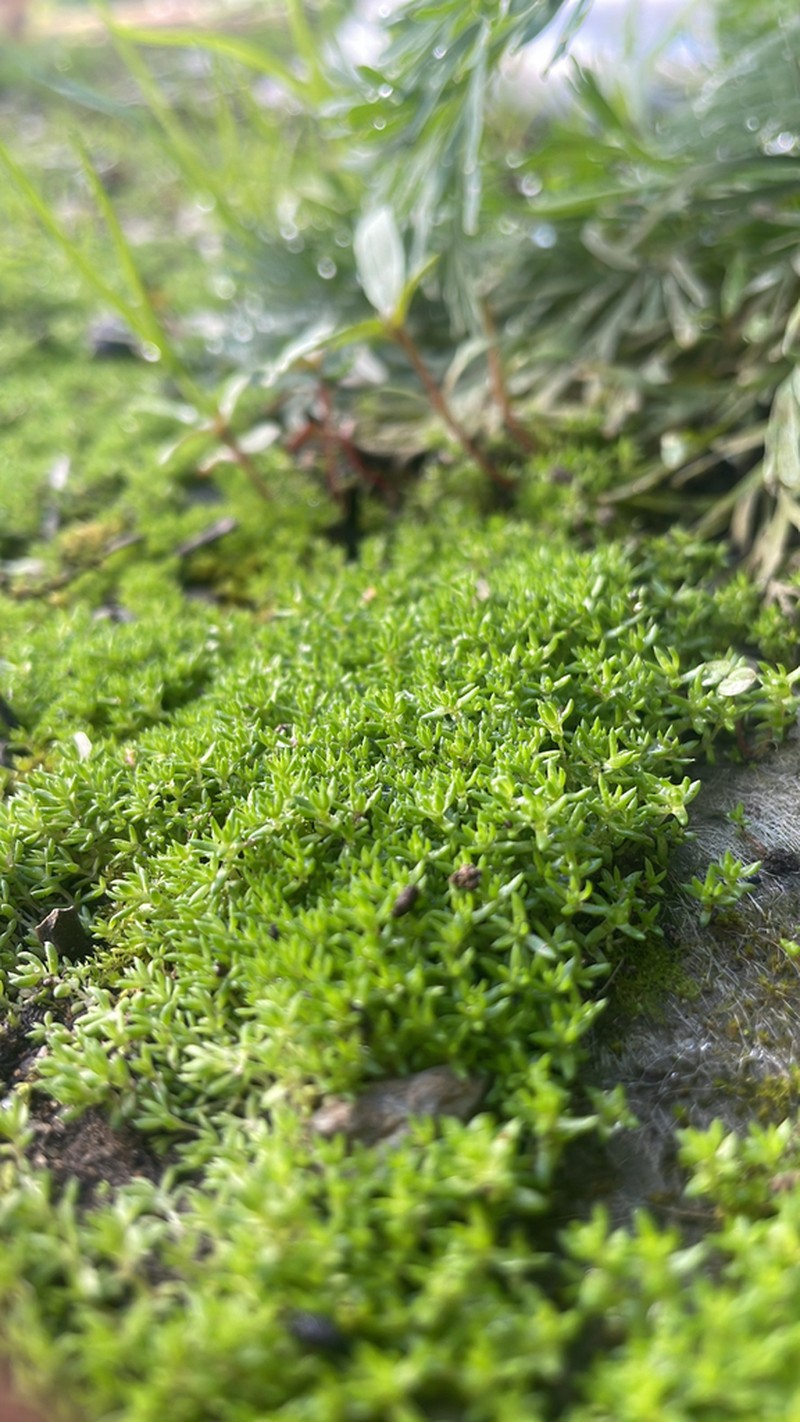Water Pygmyweed photo 8
