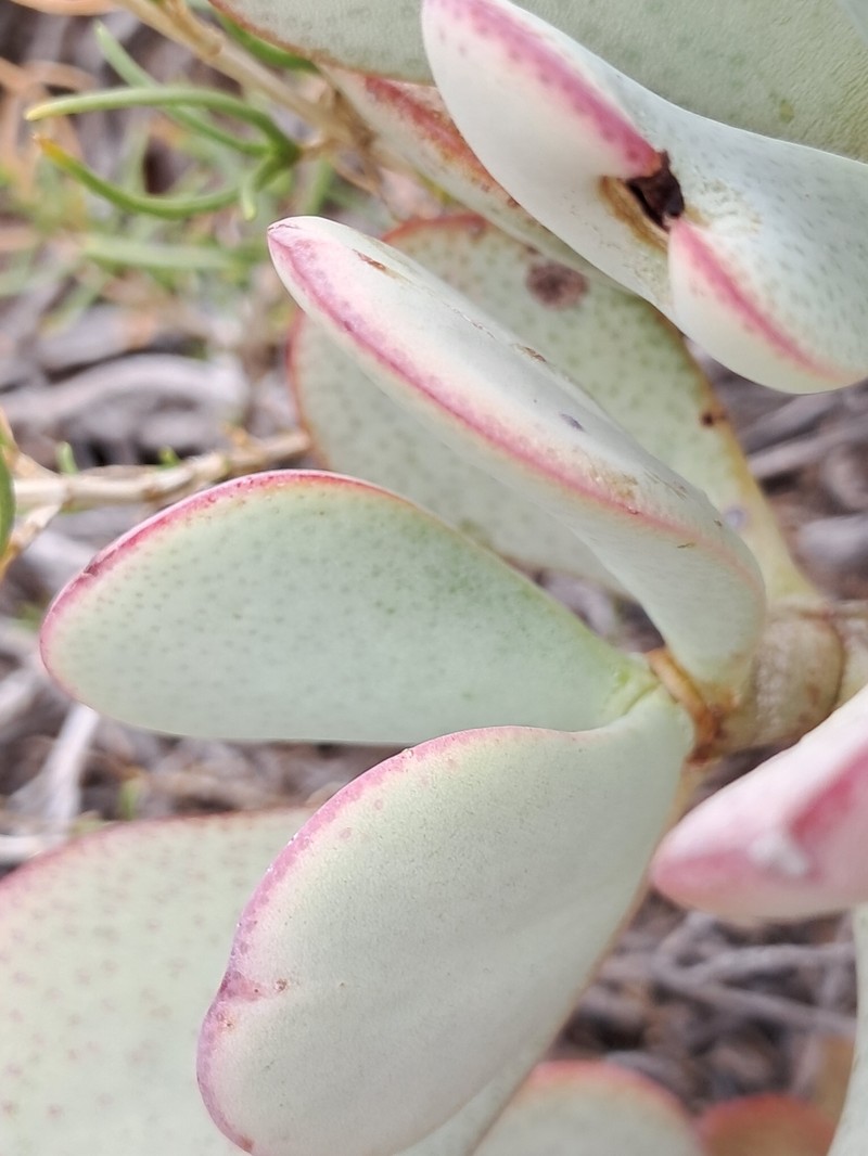 Crassula arborescens subsp. arborescens