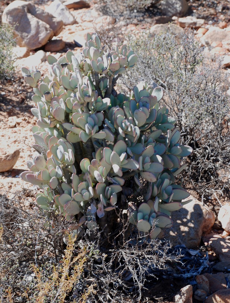 Crassula arborescens subsp. arborescens photo 2
