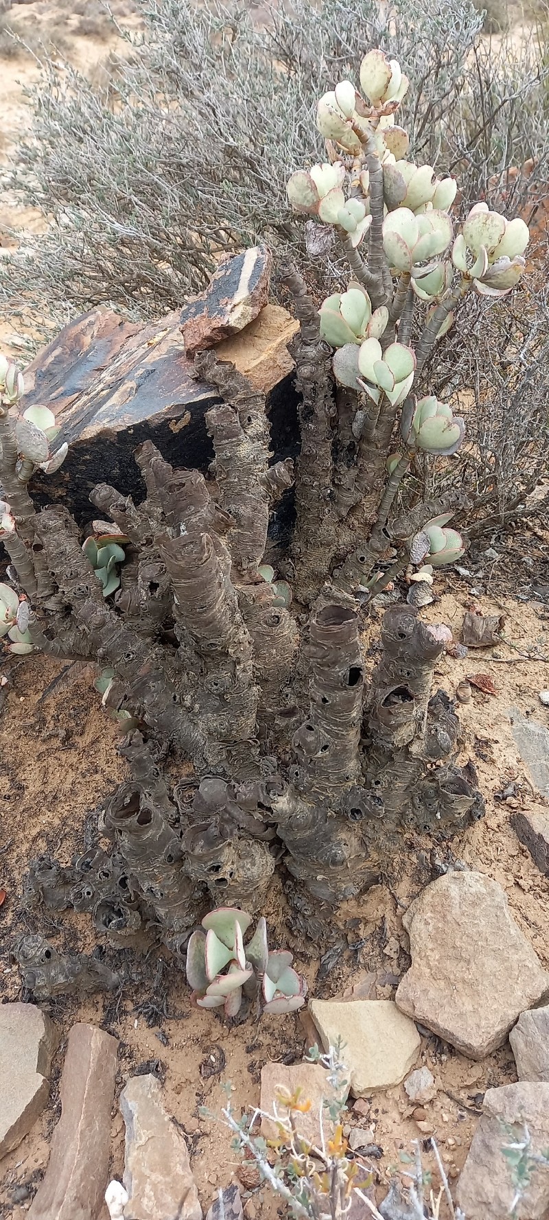 Crassula arborescens subsp. arborescens photo 3