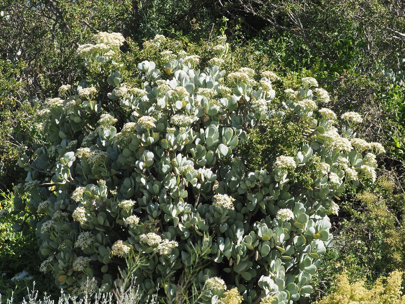 Crassula arborescens subsp. arborescens photo 4