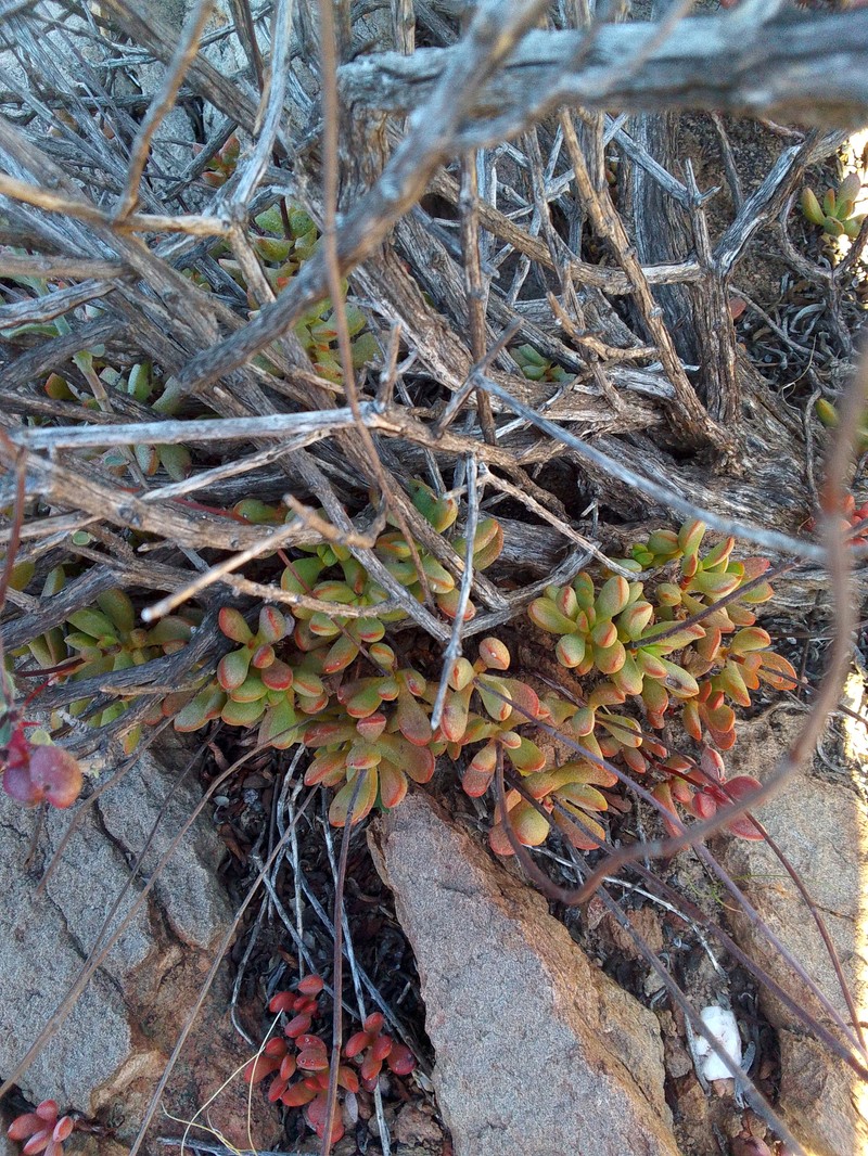 Crassula atropurpurea var. atropurpurea photo 2