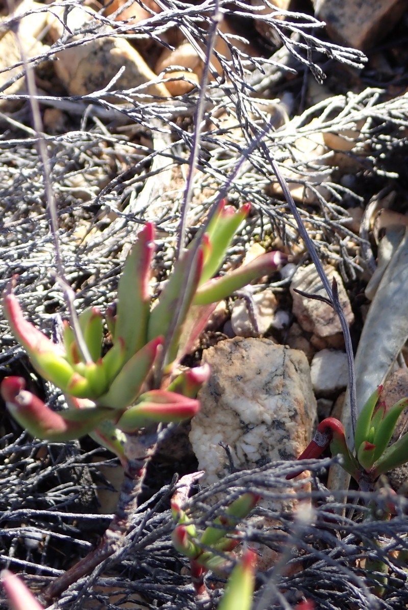 Crassula atropurpurea var. atropurpurea photo 3