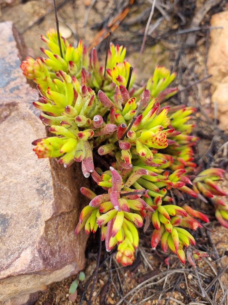 Crassula atropurpurea var. atropurpurea photo 4