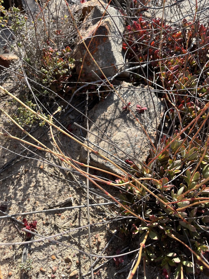 Crassula atropurpurea var. atropurpurea photo 5