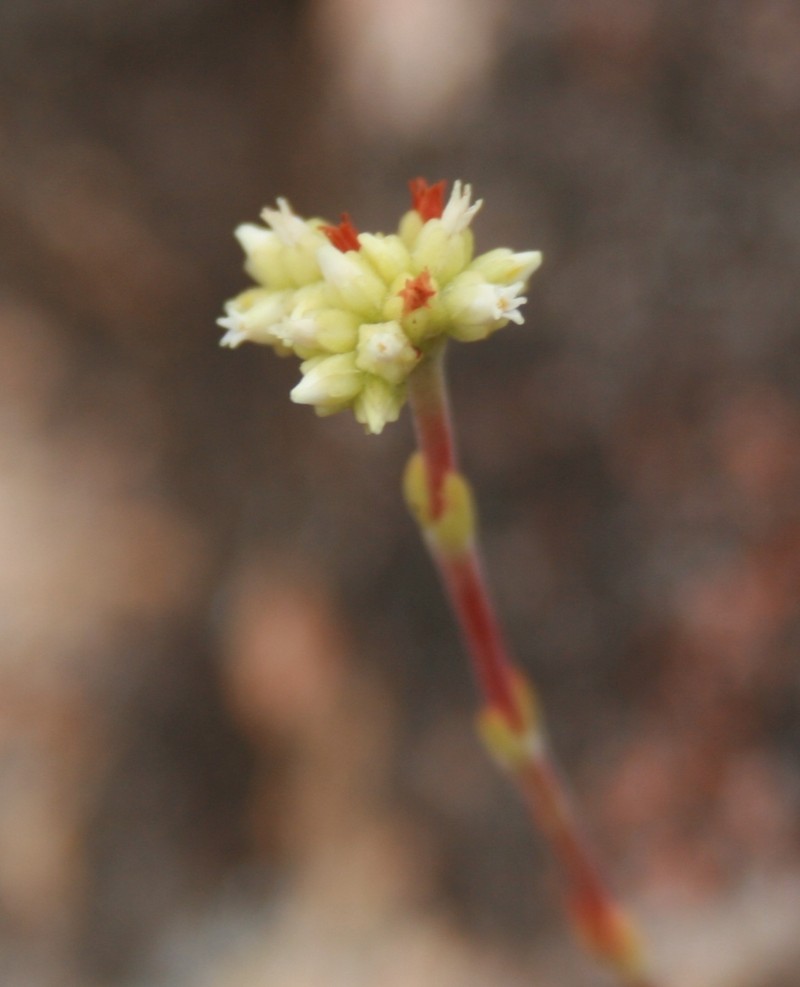 Crassula atropurpurea var. atropurpurea