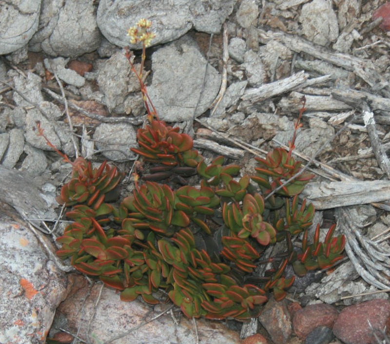 Crassula atropurpurea var. atropurpurea photo 6