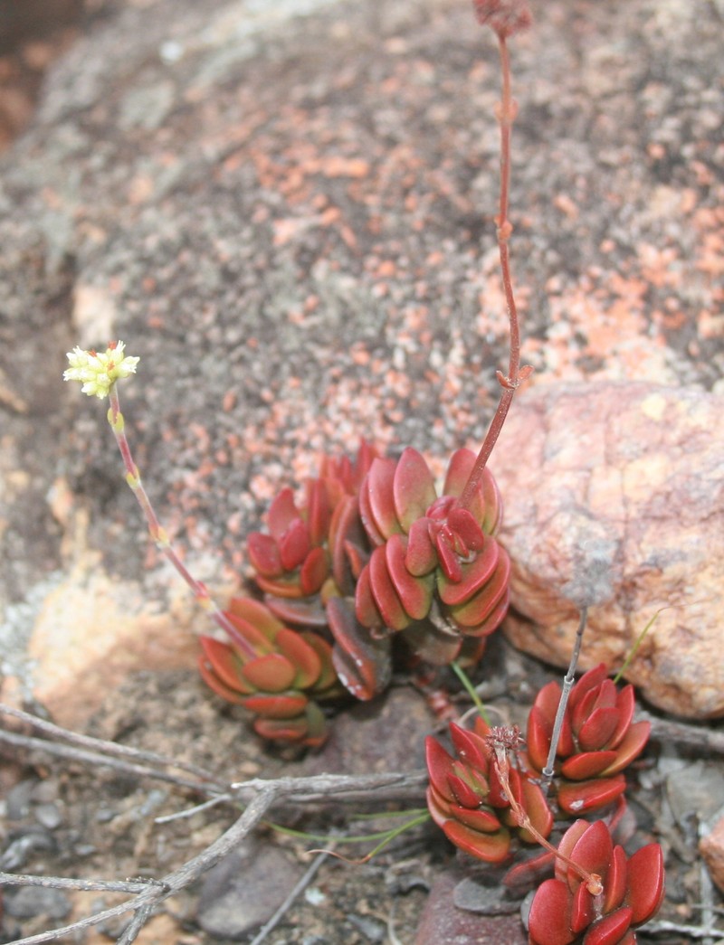 Crassula atropurpurea var. atropurpurea photo 7