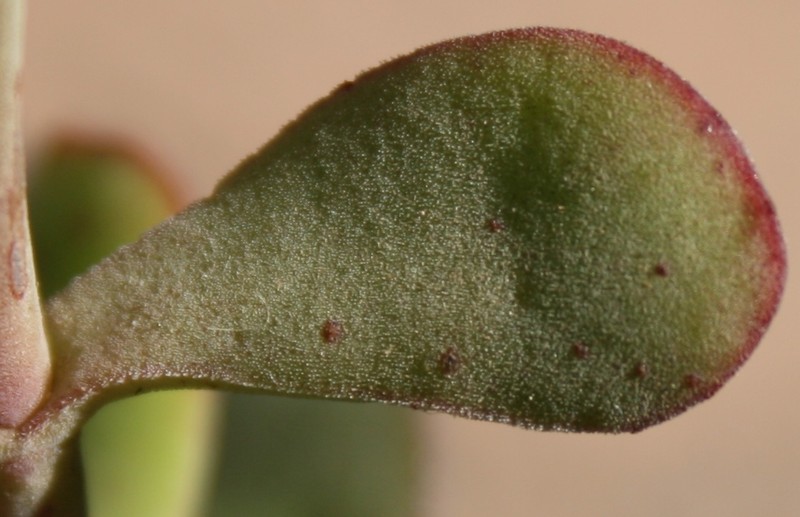Crassula atropurpurea var. atropurpurea photo 8