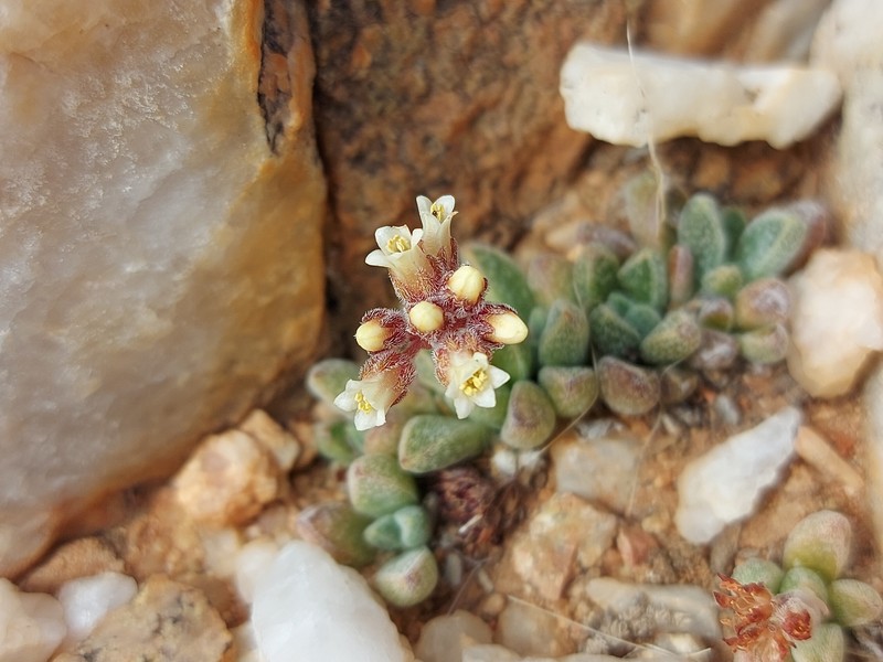 Crassula ausensis subsp. ausensis