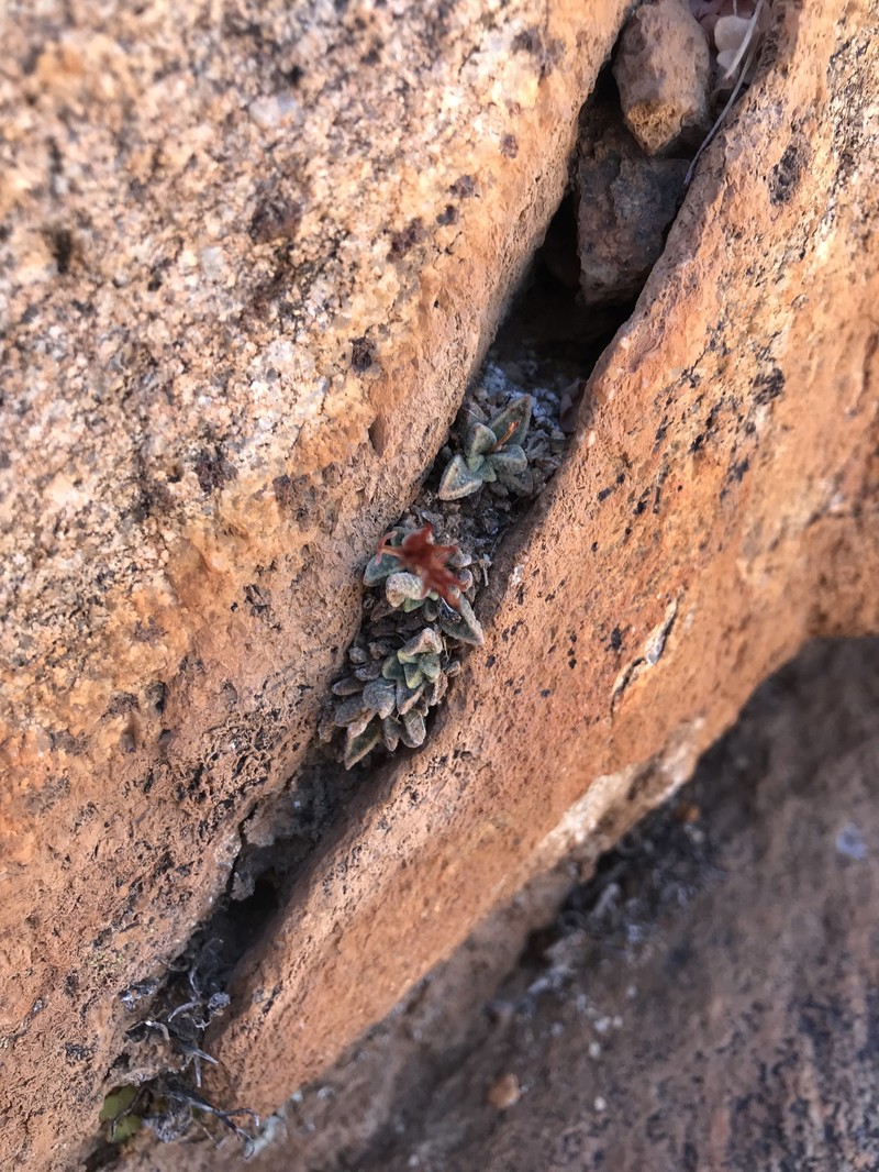 Crassula ausensis subsp. ausensis photo 2